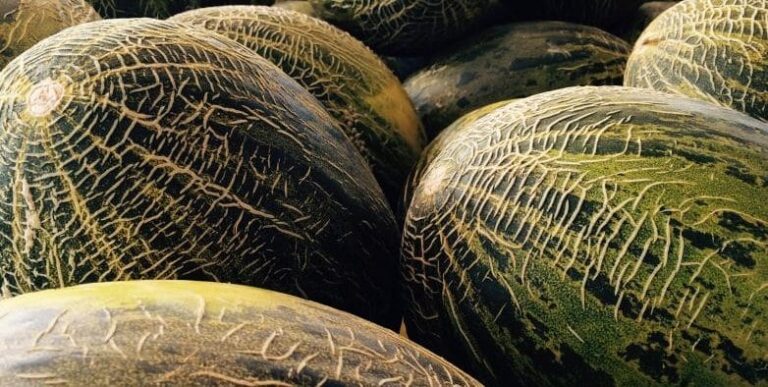 Consejo de Estado francés determina que los melones y tomates deben incluir en su etiqueta su procedencia del Sáhara Occidental